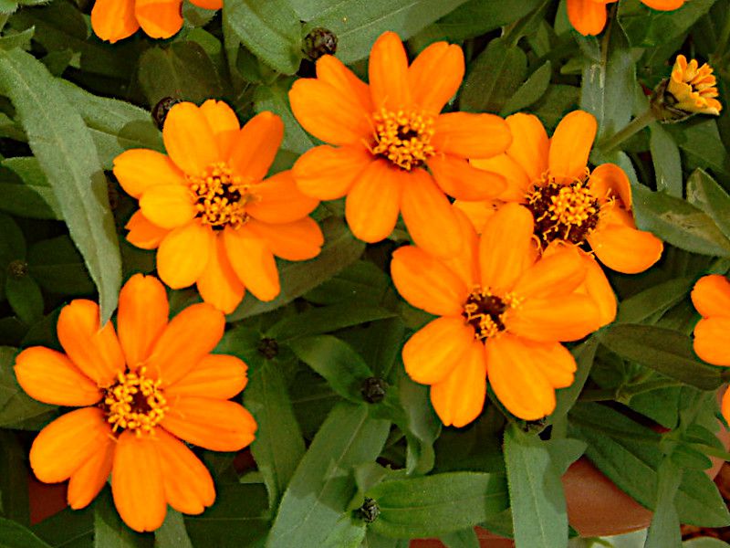 WjAEvt[W(Zinnia Profusion)